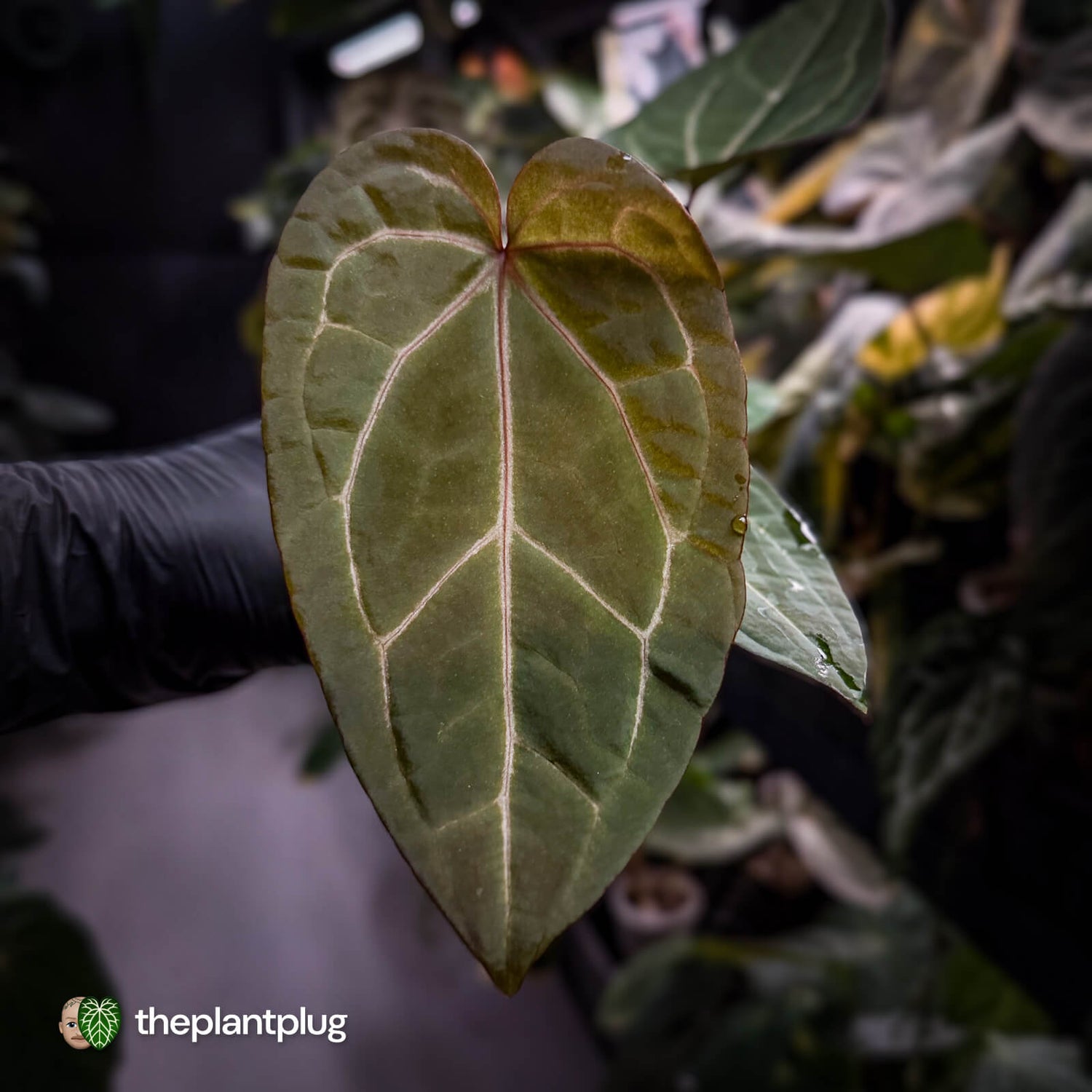 Anthurium 'Red Crystal' x 'Jayda' 💫