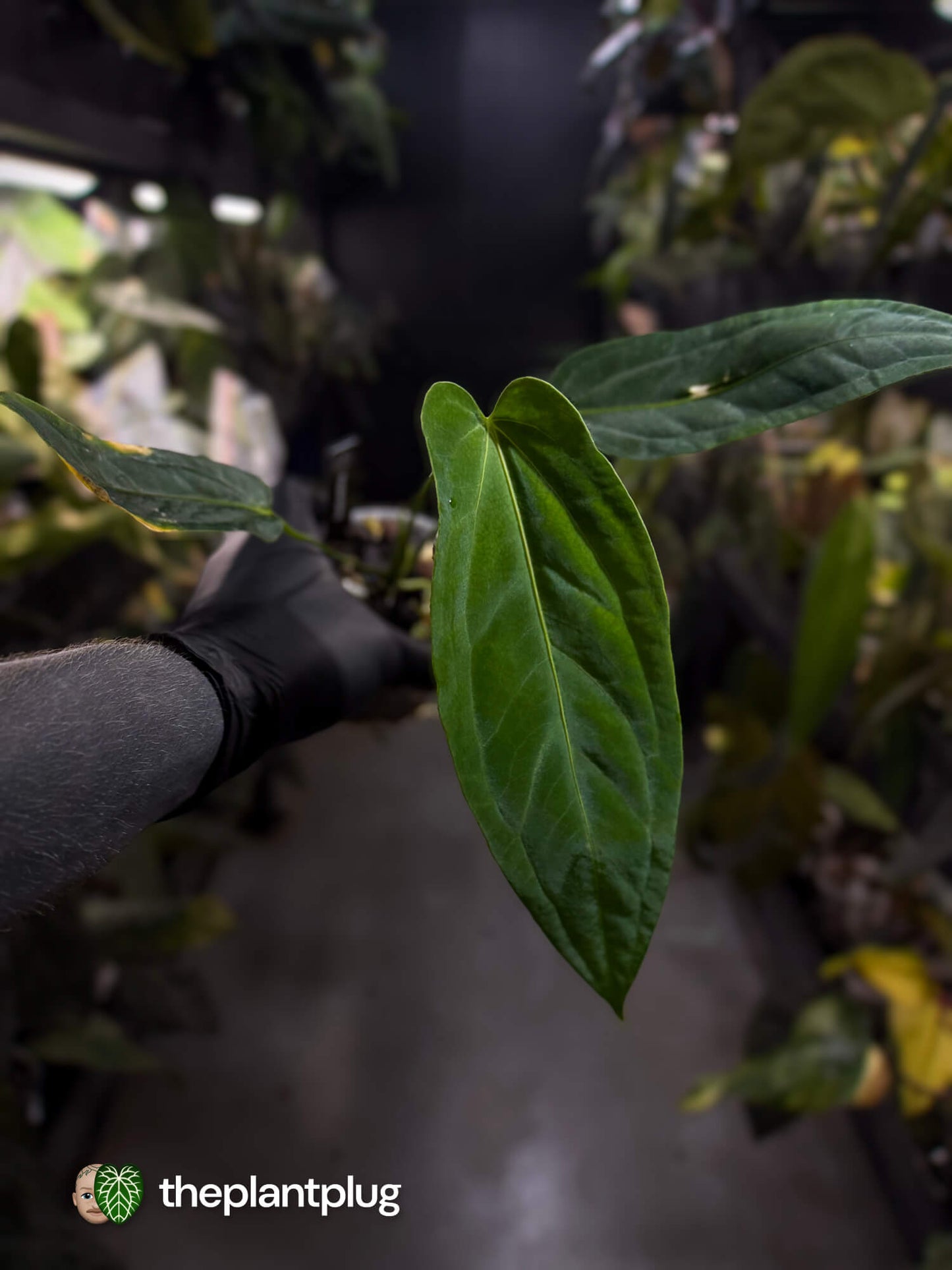 Anthurium #JessikaRabbit x (panamense x warocqueanum)