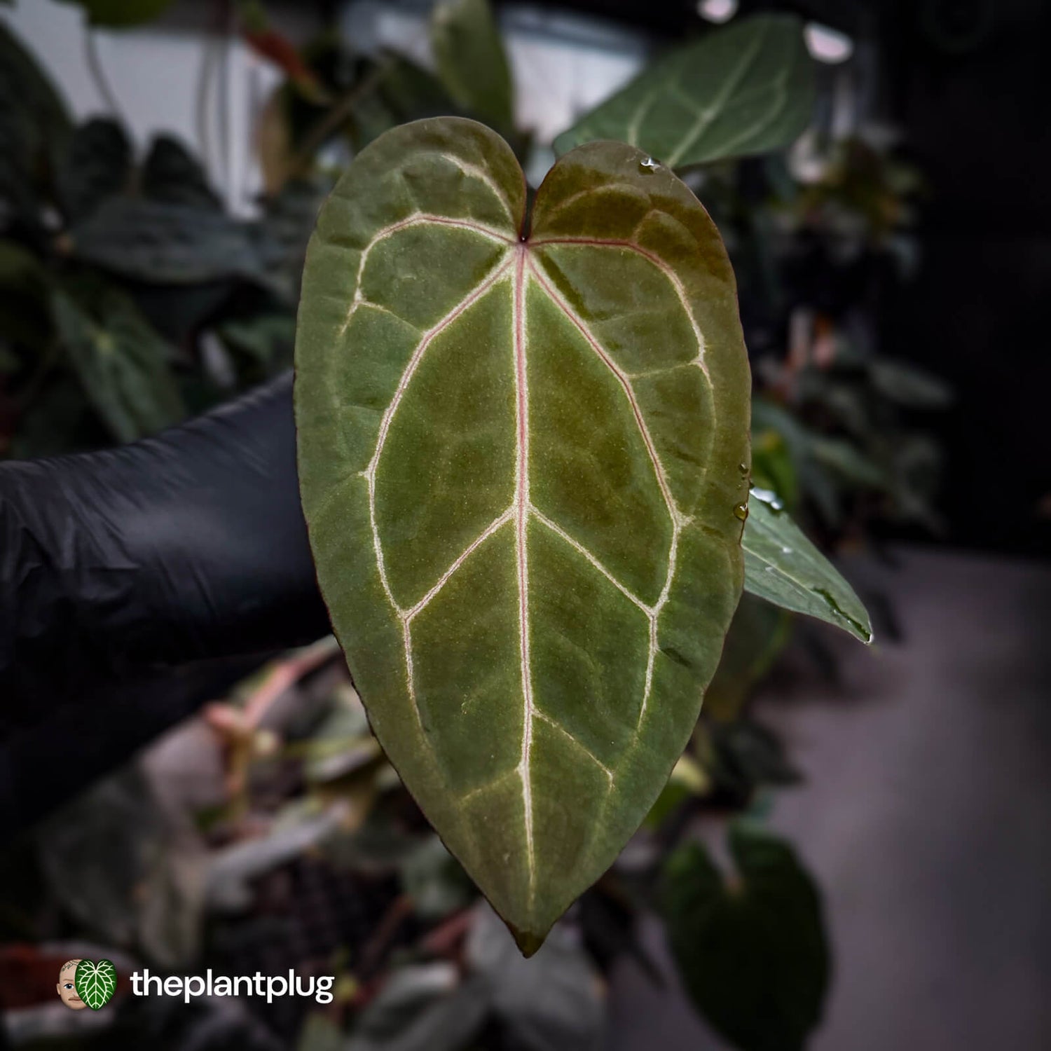 Anthurium 'Red Crystal' x 'Jayda' 💫