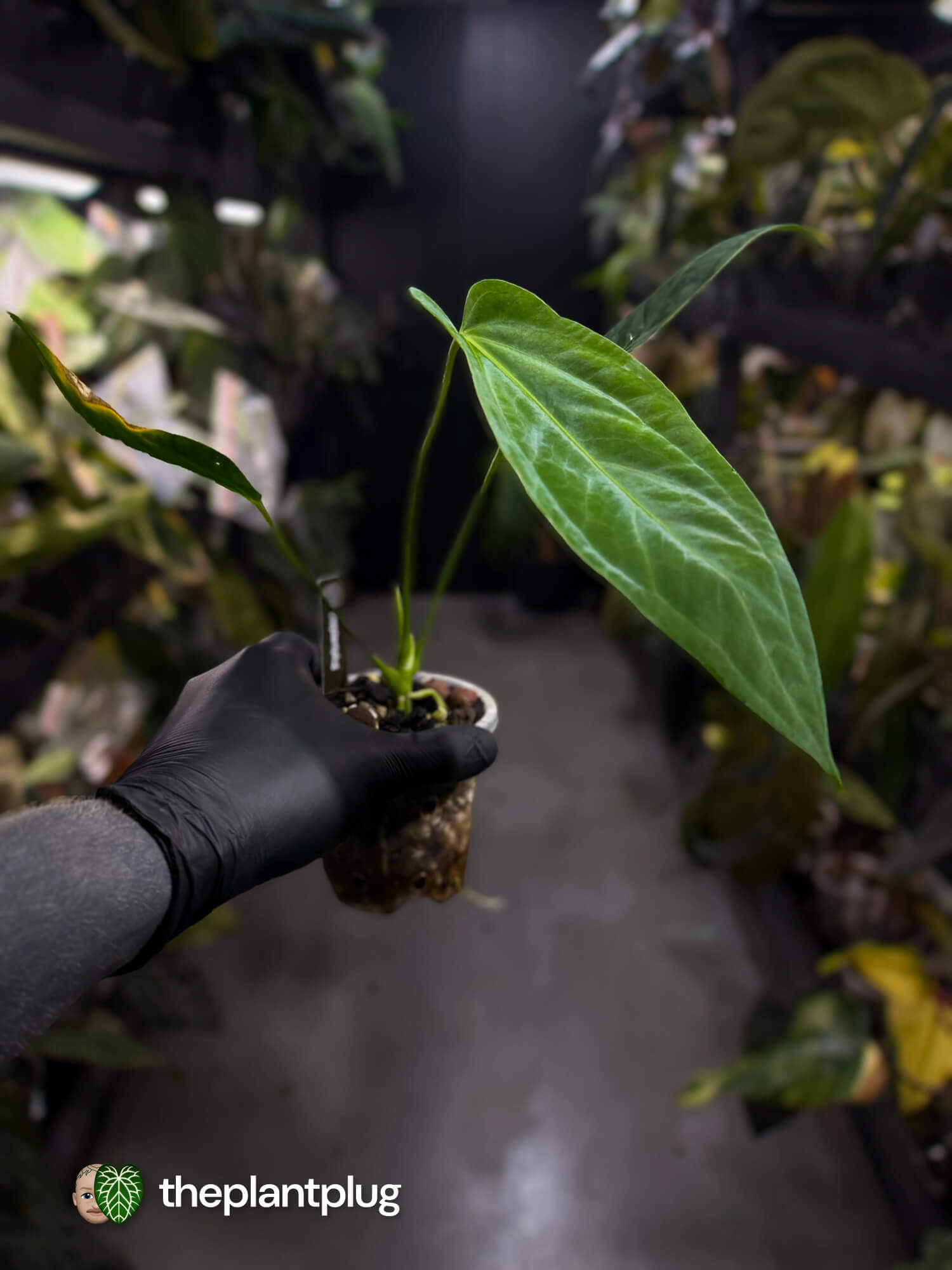 Anthurium #JessikaRabbit x (panamense x warocqueanum)