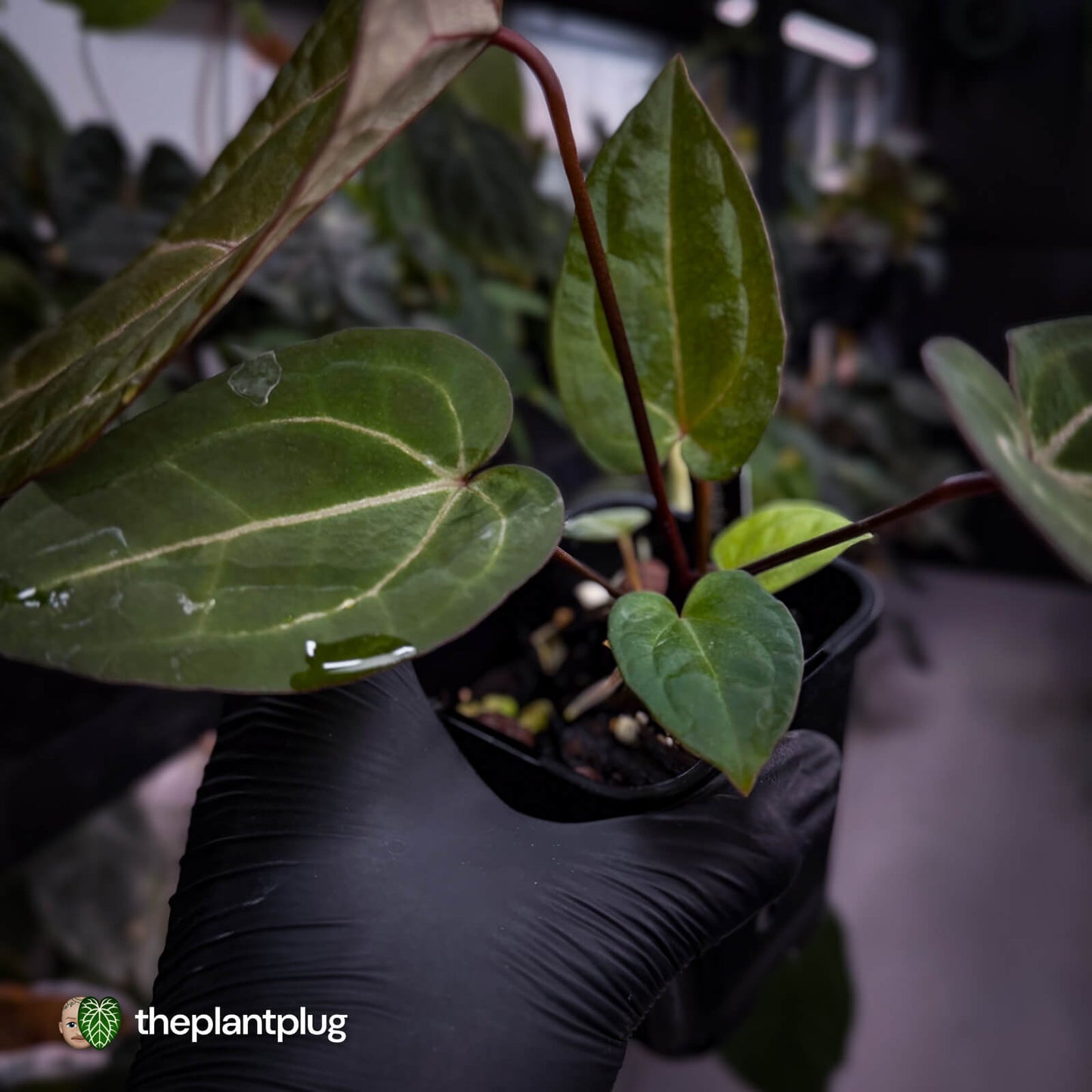 Anthurium 'Red Crystal' x 'Jayda' 💫