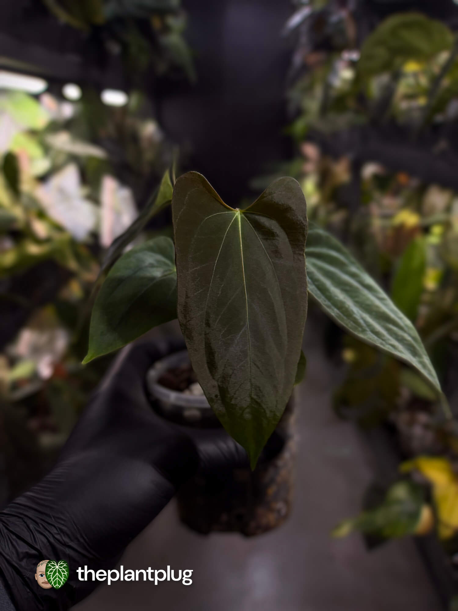 Anthurium papillilaminum FSRL x ((dress x carla) x BVEP) ⭐