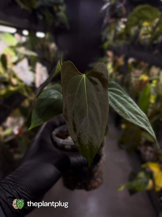 Anthurium papillilaminum FSRL x ((dress x carla) x BVEP) ⭐