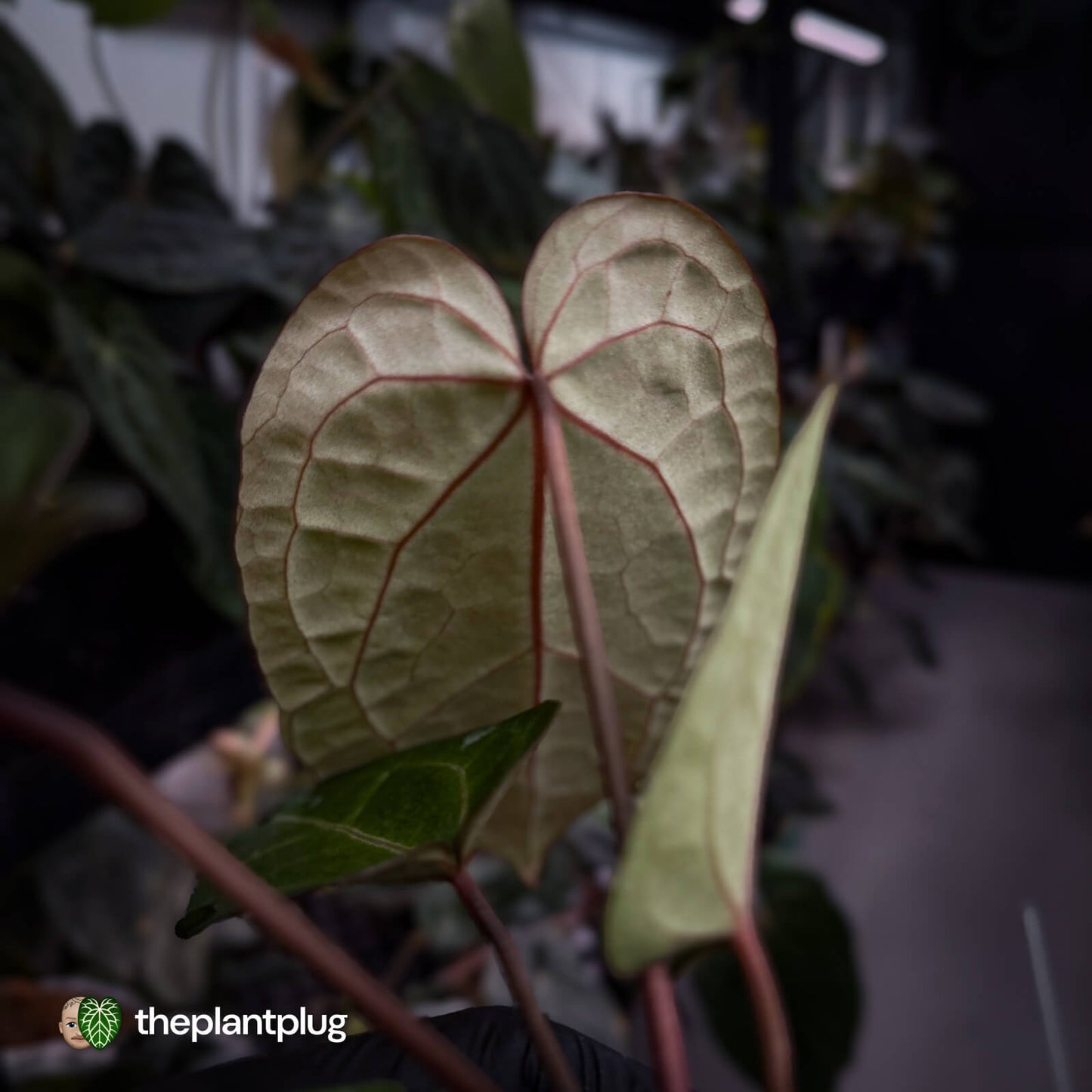 Anthurium 'Red Crystal' x 'Jayda' 💫