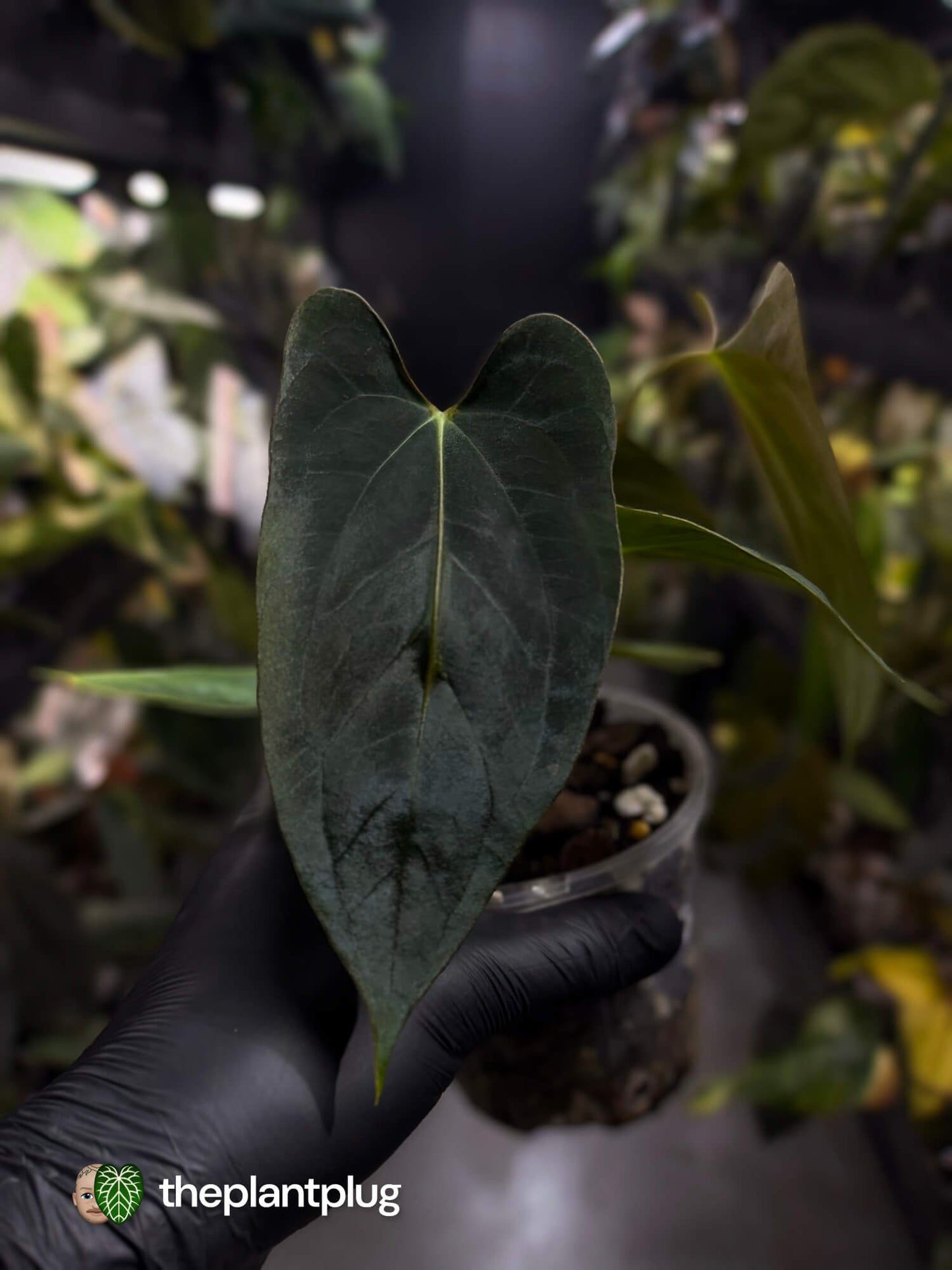 Anthurium papillilaminum FSRL x ((dress x carla) x BVEP) ⭐