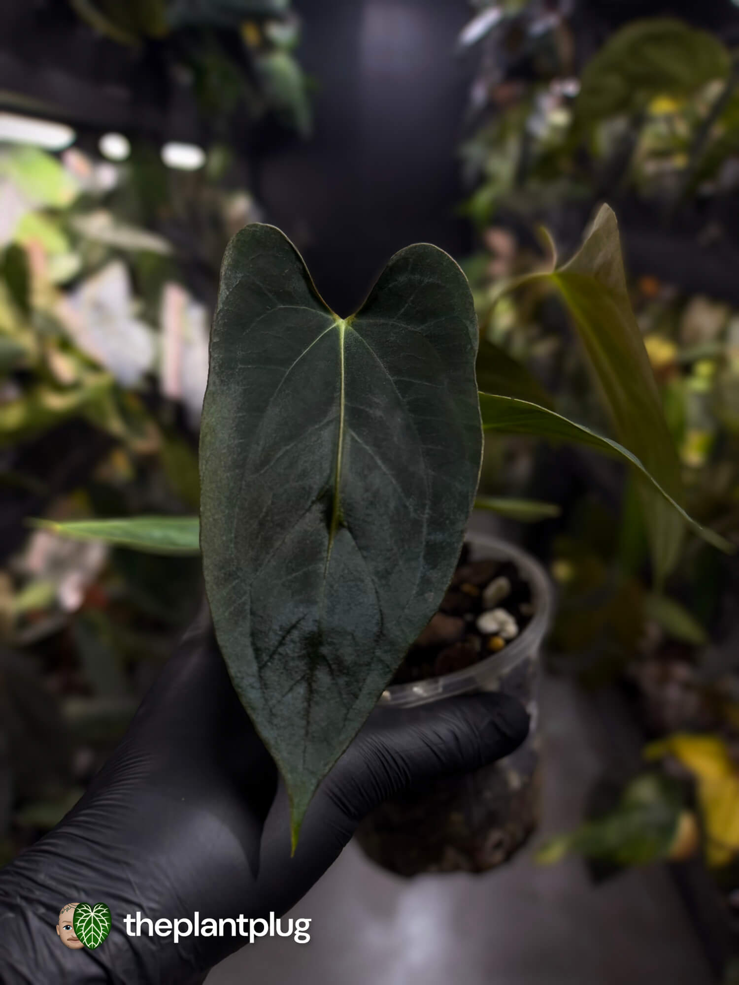 Anthurium papillilaminum FSRL x ((dress x carla) x BVEP) ⭐