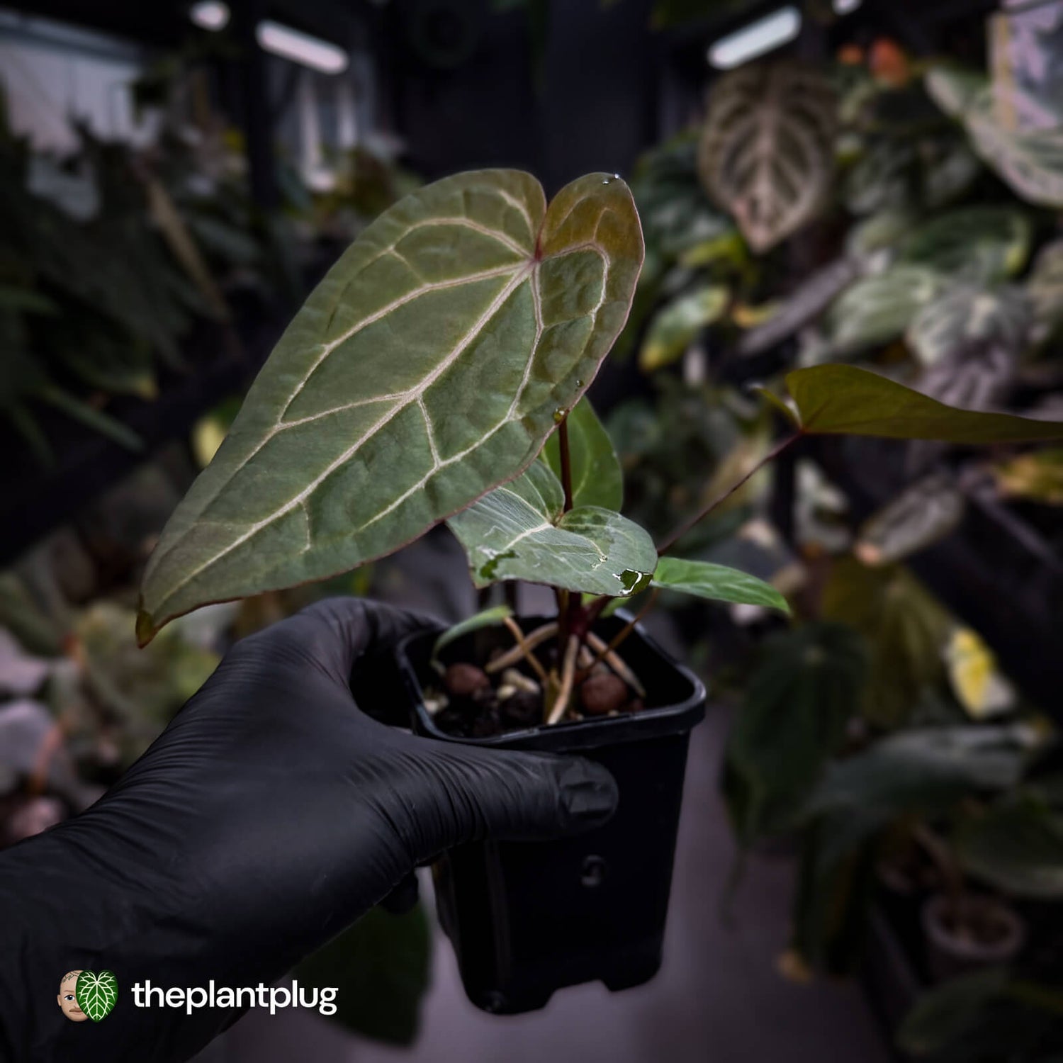 Anthurium 'Red Crystal' x 'Jayda' 💫