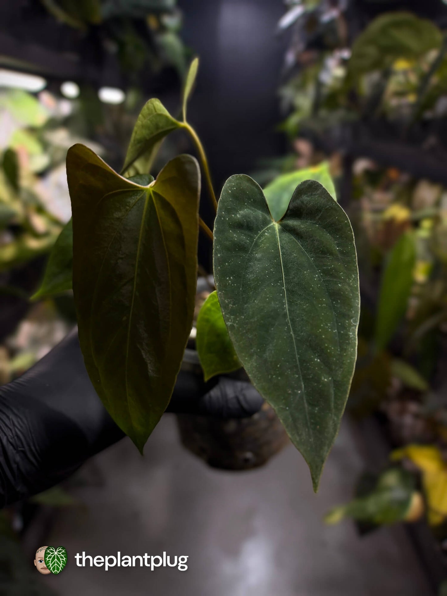 Anthurium papillilaminum FSRL x ((dress x carla) x BVEP) ⭐