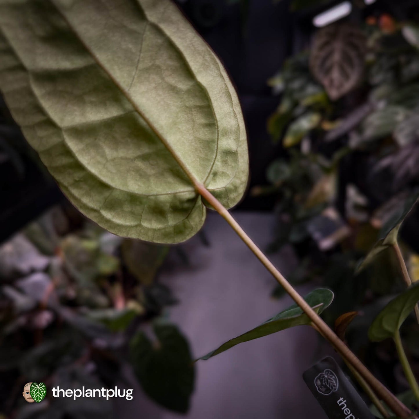Anthurium 'Red Crystal' x 'Jayda' 💫