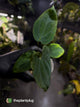 Anthurium antolakii (ex. Tezula) x self