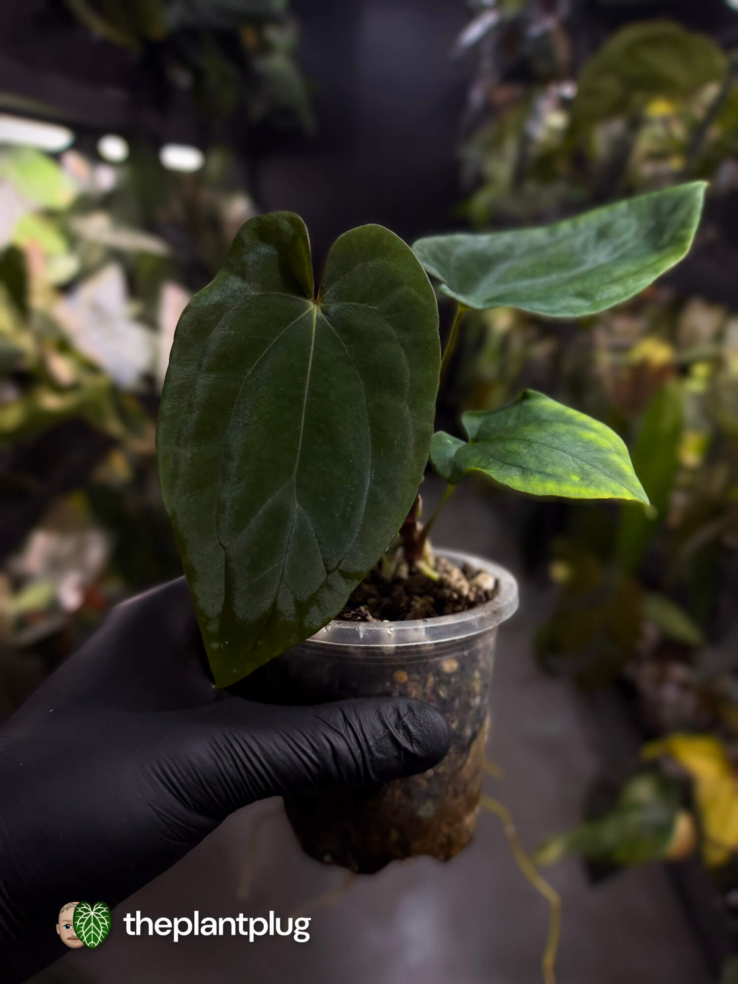 Anthurium antolakii (ex. Tezula) x self