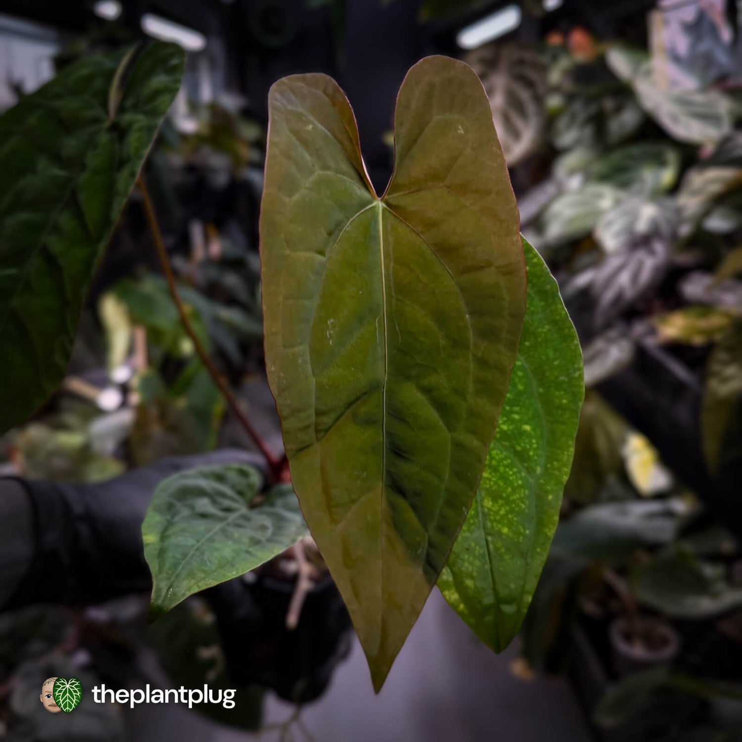 Anthurium Volcanic Ash x Calculus