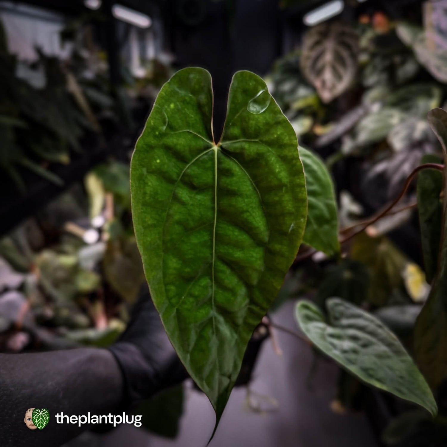 Anthurium Volcanic Ash x Calculus