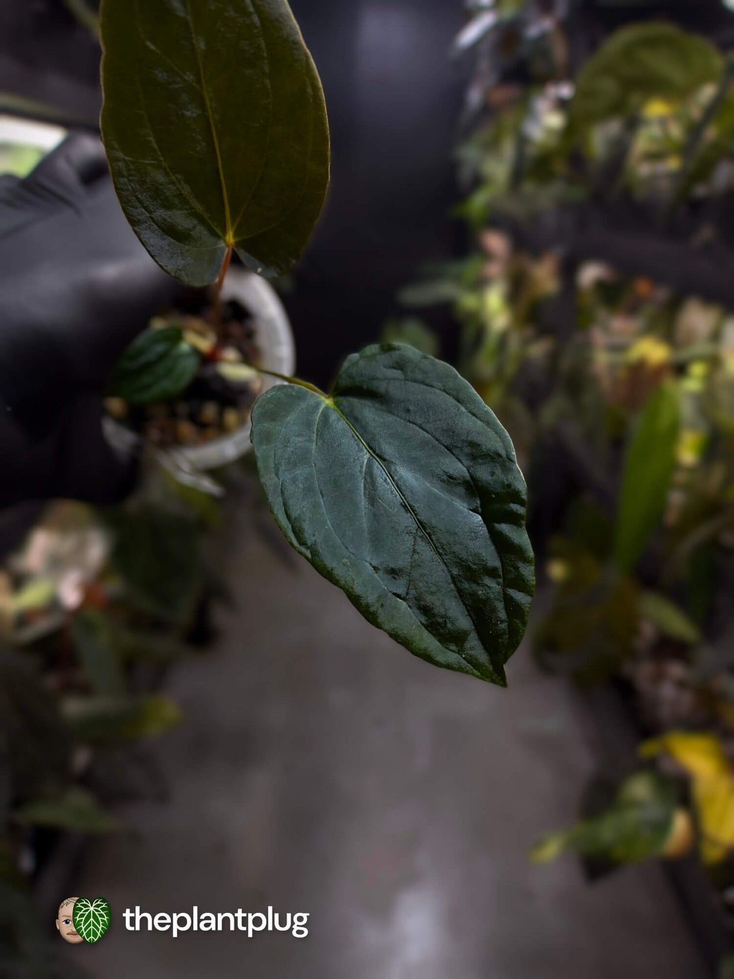 Anthurium #FreakyPapi '2' • select plant.