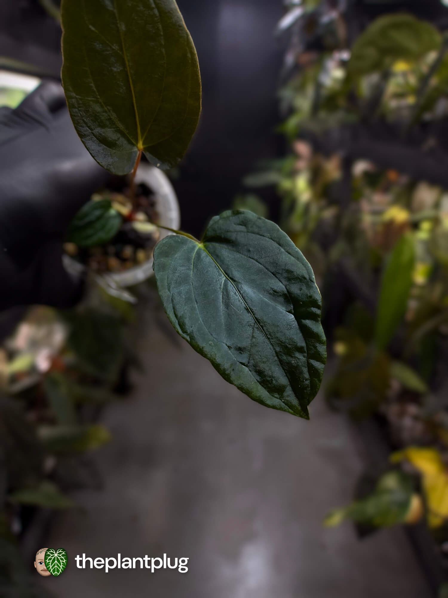 Anthurium #FreakyPapi '2' • select plant.