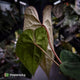Anthurium Volcanic Ash x Calculus