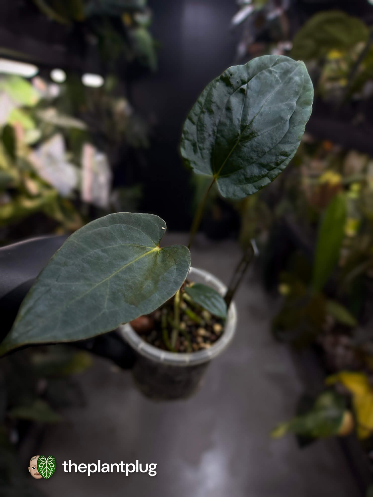 Anthurium #FreakyPapi '2' • select plant.