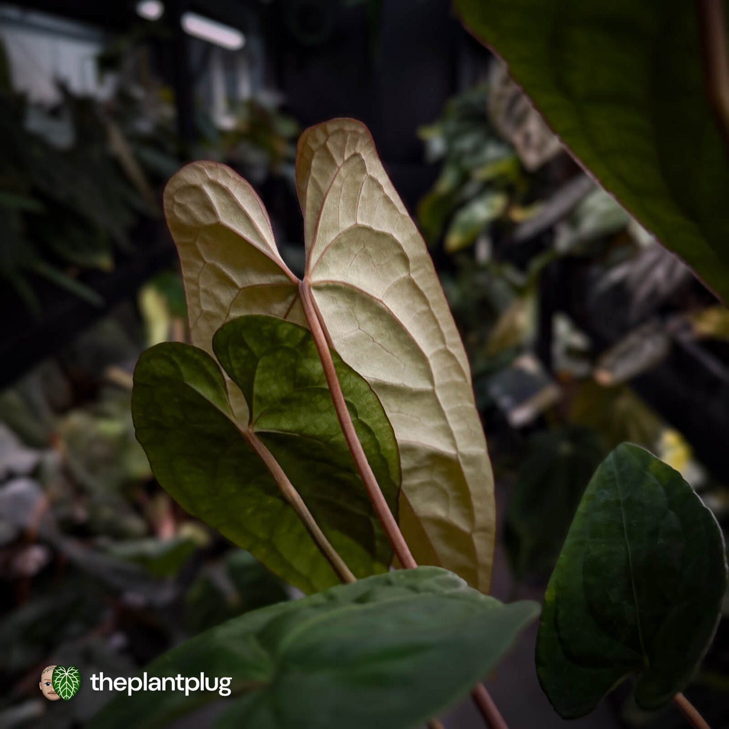 Anthurium Volcanic Ash x Calculus