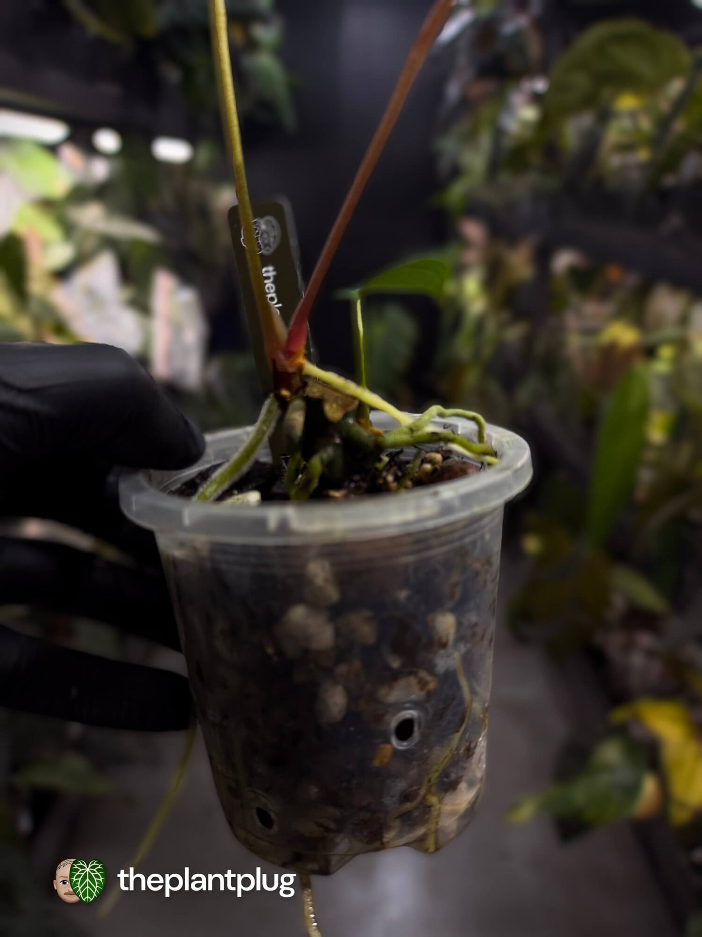 Anthurium #FreakyPapi '2' • select plant.