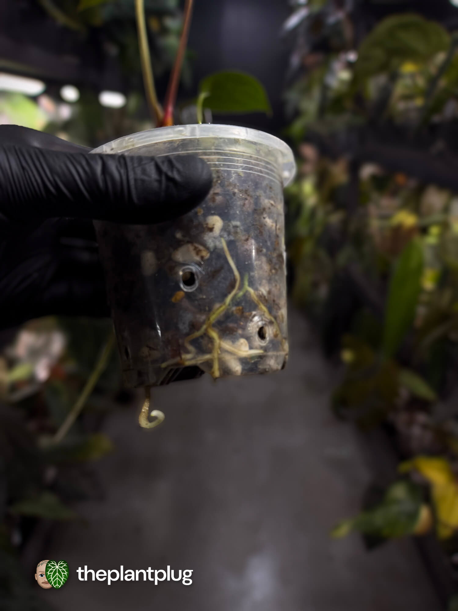 Anthurium #FreakyPapi '2' • select plant.