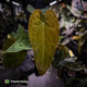 Anthurium Volcanic Ash x Calculus