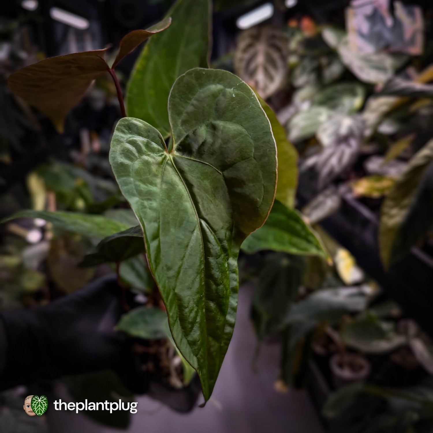 Anthurium Volcanic Ash x Calculus