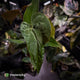 Anthurium Volcanic Ash x Calculus