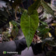 Anthurium Volcanic Ash x Calculus