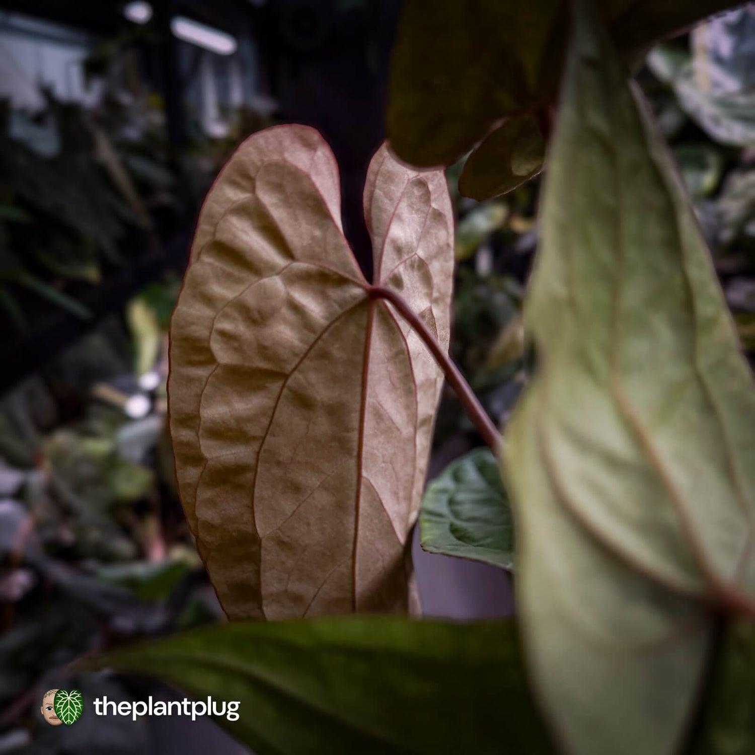 Anthurium Volcanic Ash x Calculus