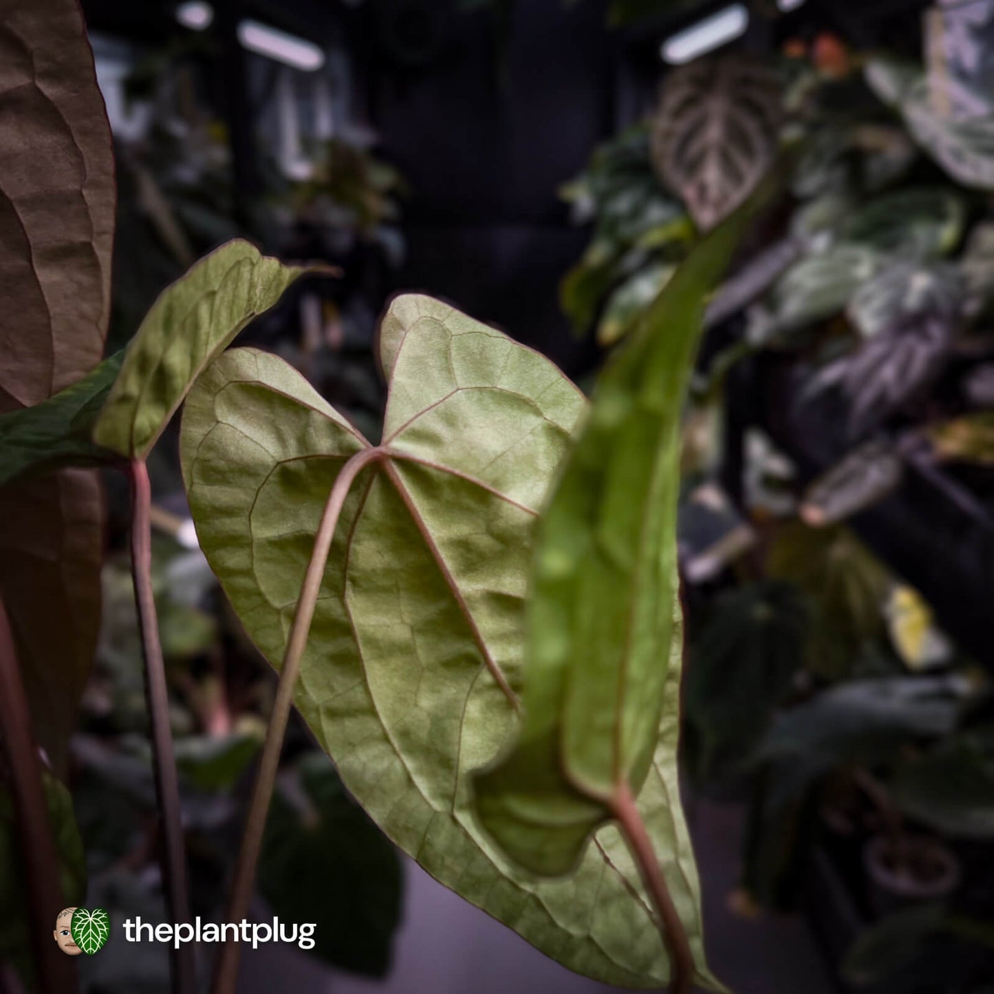 Anthurium Volcanic Ash x Calculus