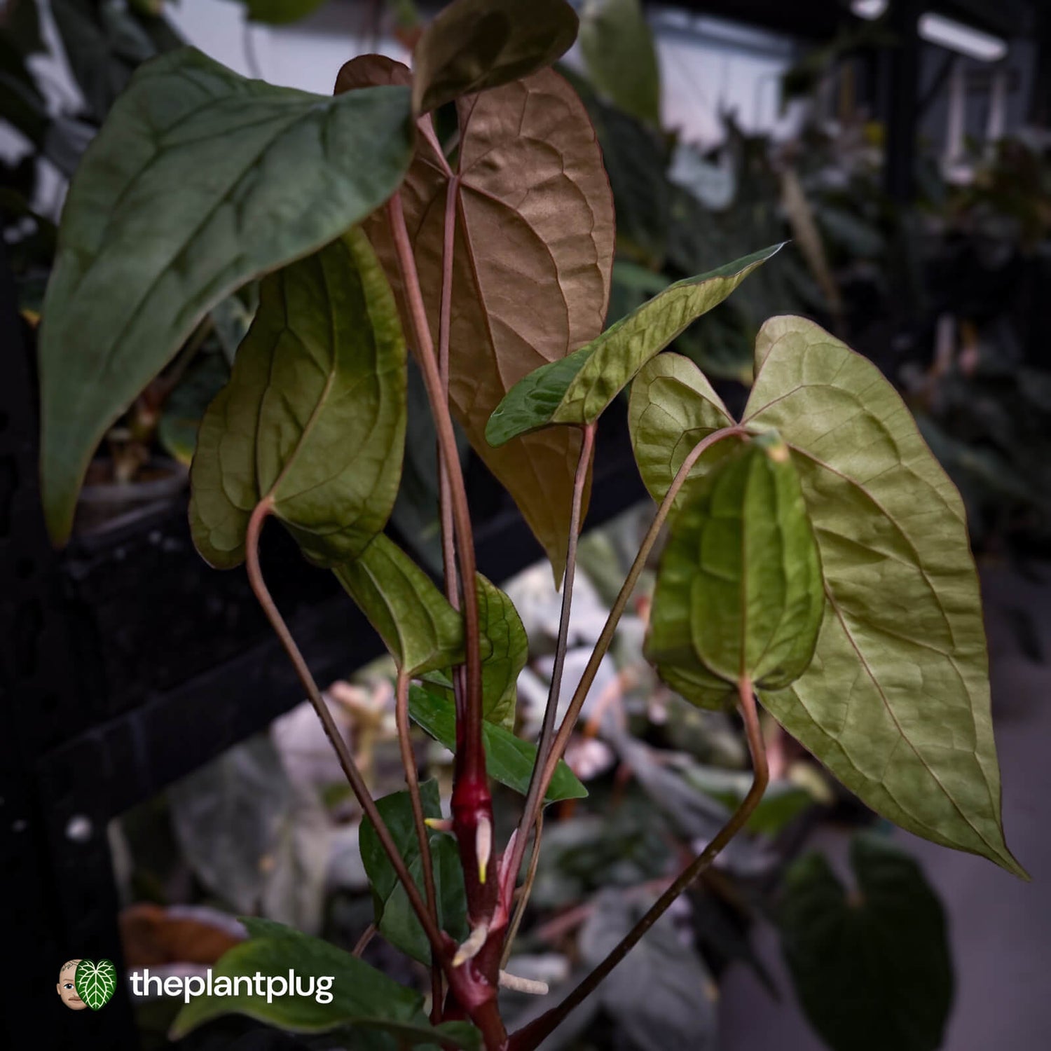 Anthurium Volcanic Ash x Calculus