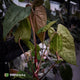 Anthurium Volcanic Ash x Calculus