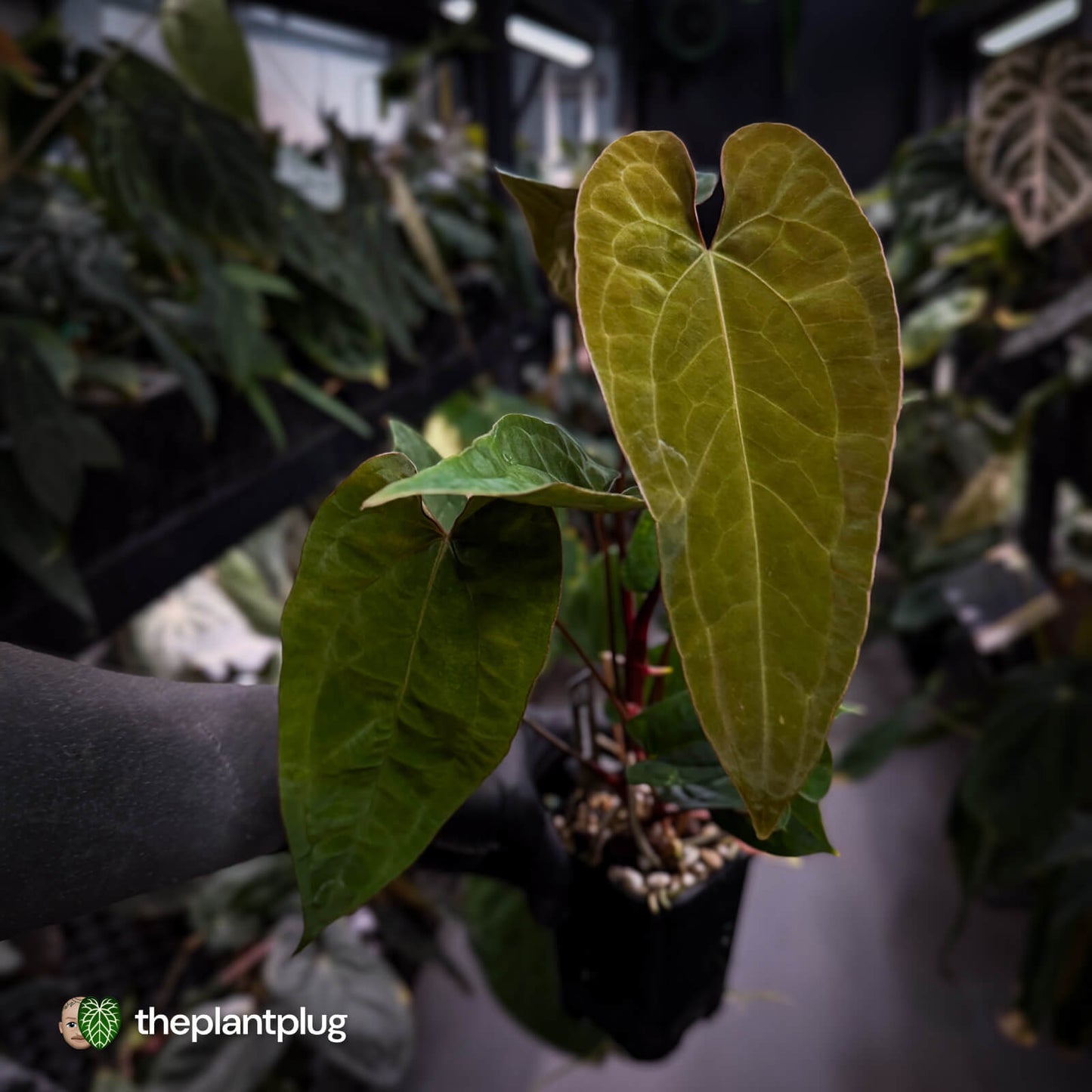 Anthurium Volcanic Ash x Calculus