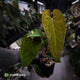 Anthurium Volcanic Ash x Calculus