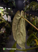 Anthurium #BlackParade • #BlackCherry x MV pap