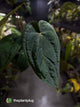 Anthurium #MidnightVelvet x dressleri 'LAS' • select