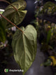 Anthurium #MidnightVelvet x dressleri 'LAS' • select