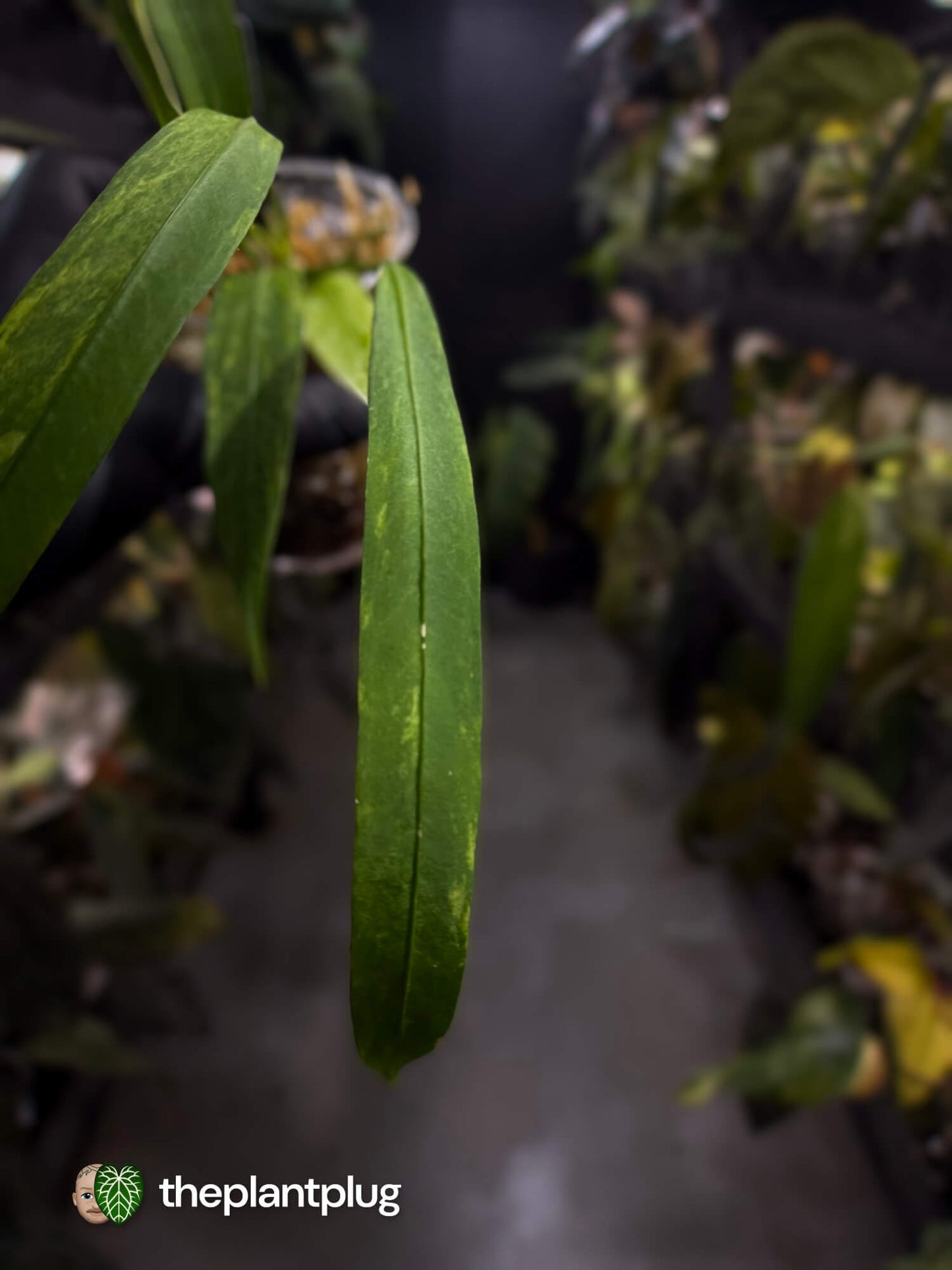 Anthurium vittarifolium variegated ✨