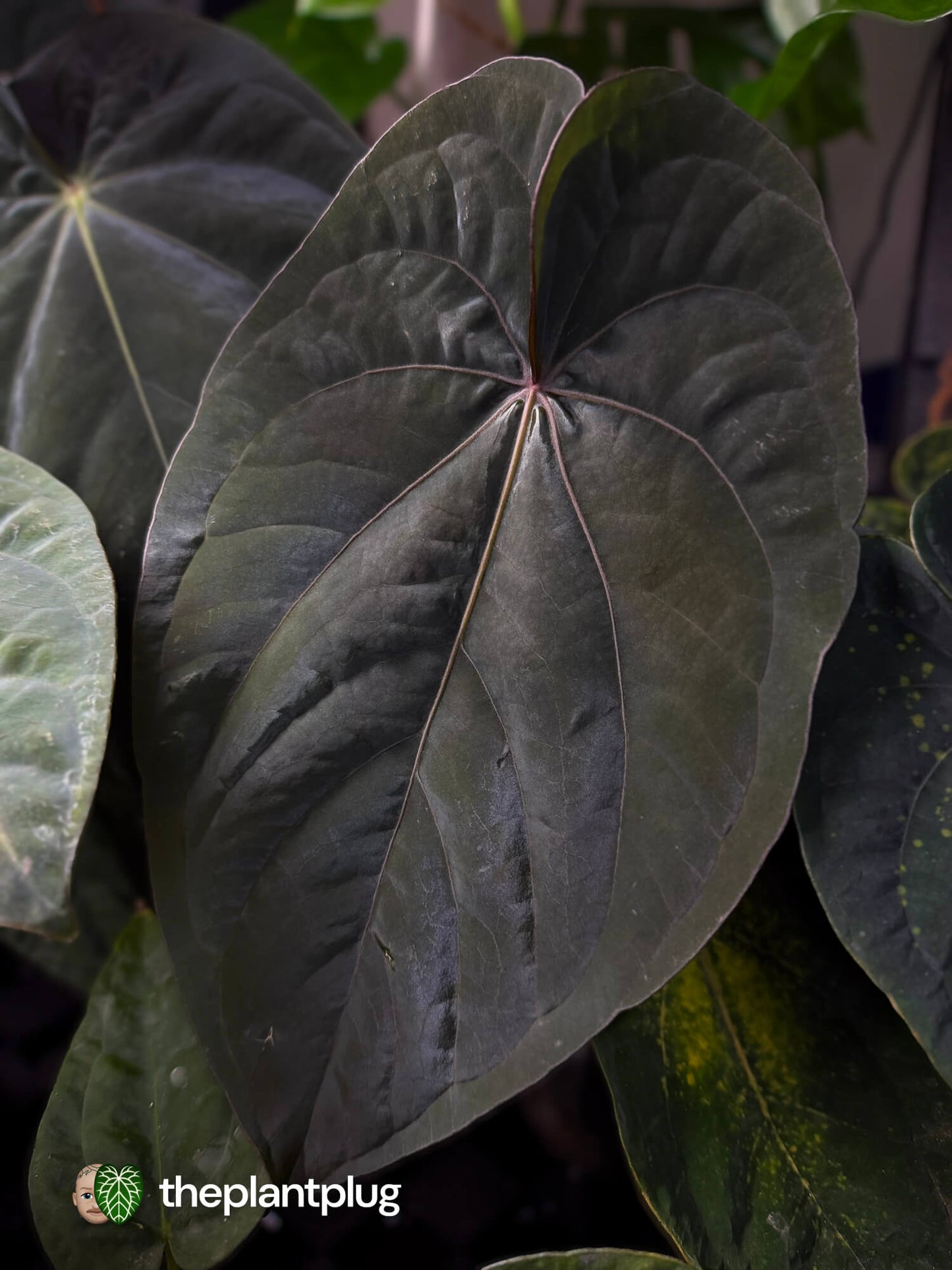 anthurium dressleri rg Anthurium dressleri 'RG' – The Plant Plug