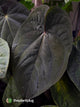 Anthurium dressleri 'RG'