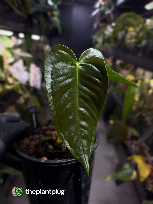 Anthurium veitchii x tilaranense