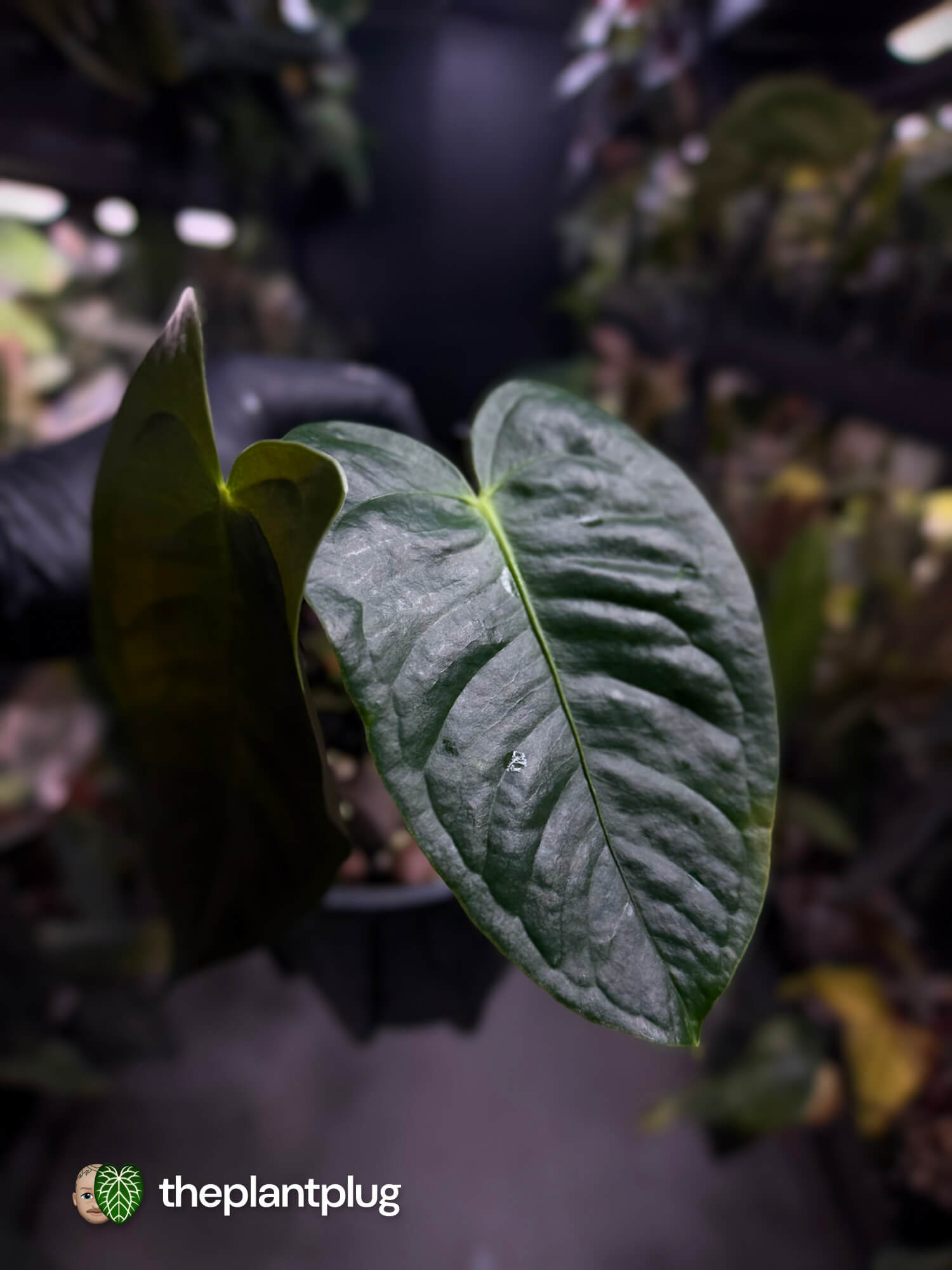 Anthurium veitchii x tilaranense