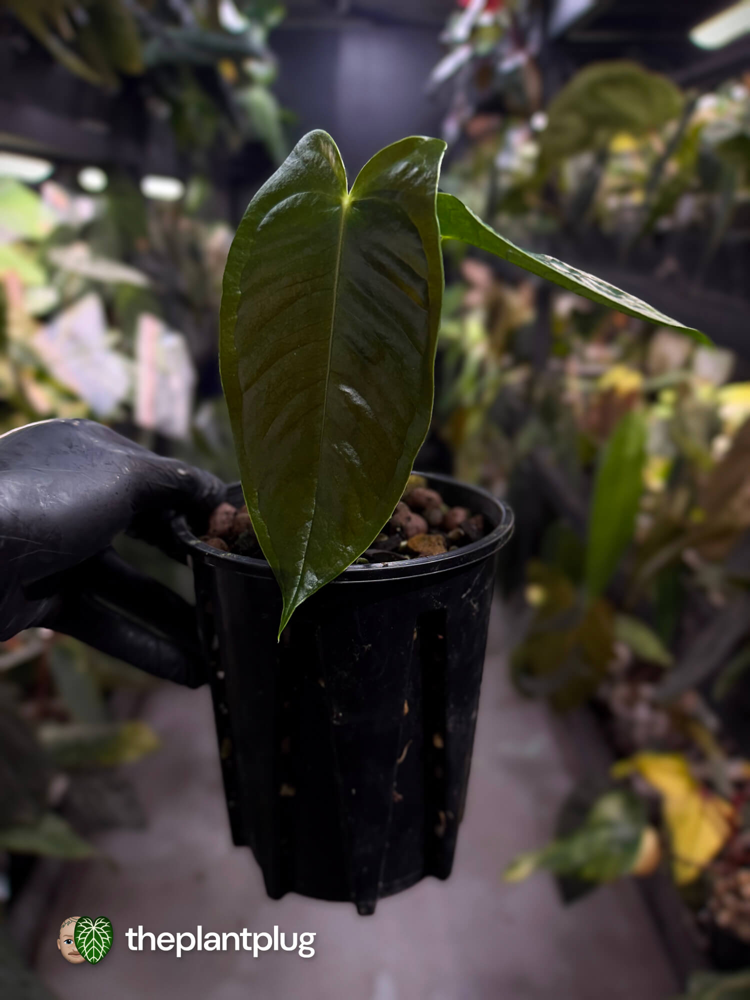 Anthurium veitchii x tilaranense