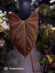 Anthurium papillilaminum x regale