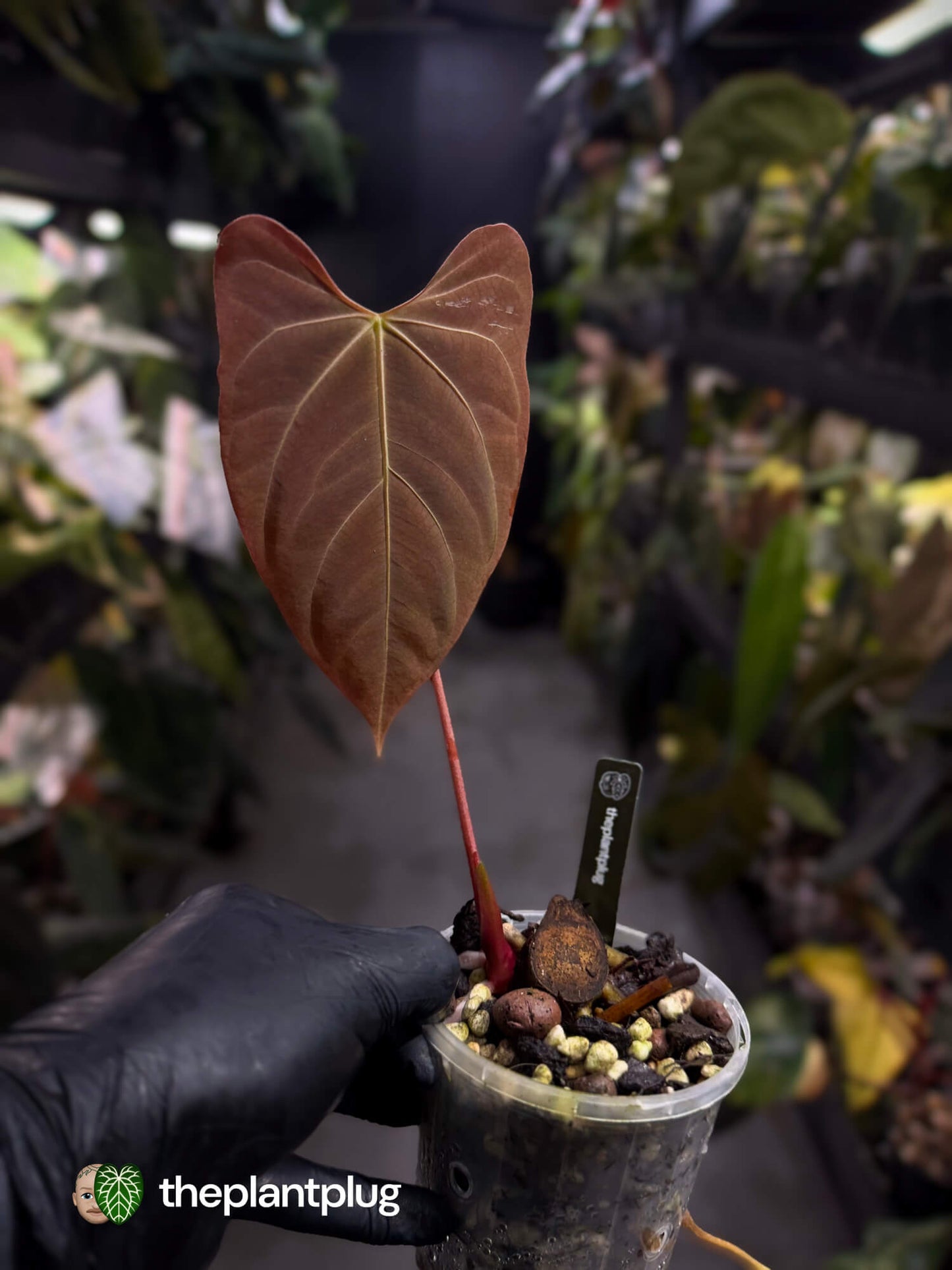 Anthurium papillilaminum x regale