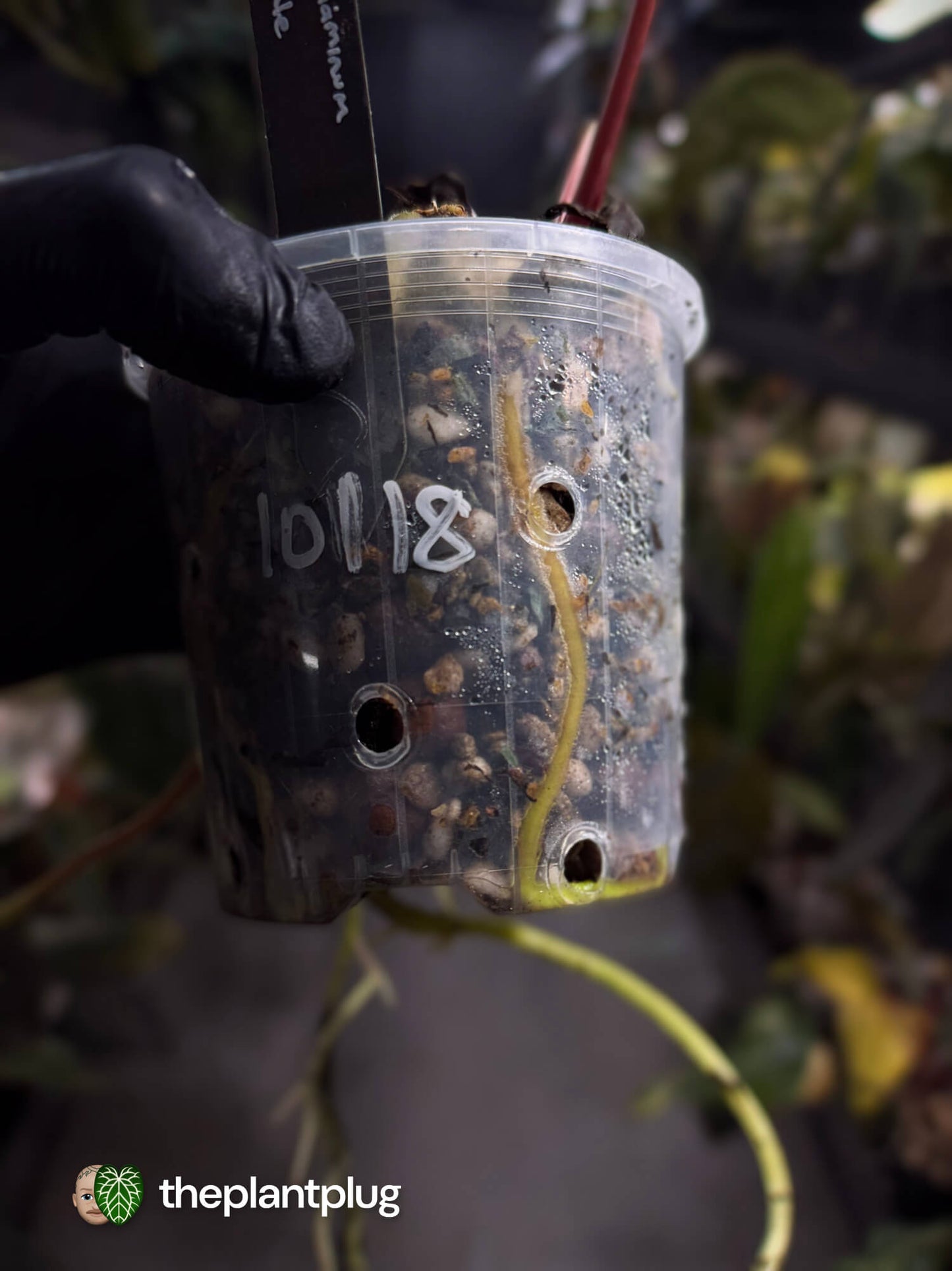 Anthurium papillilaminum x regale