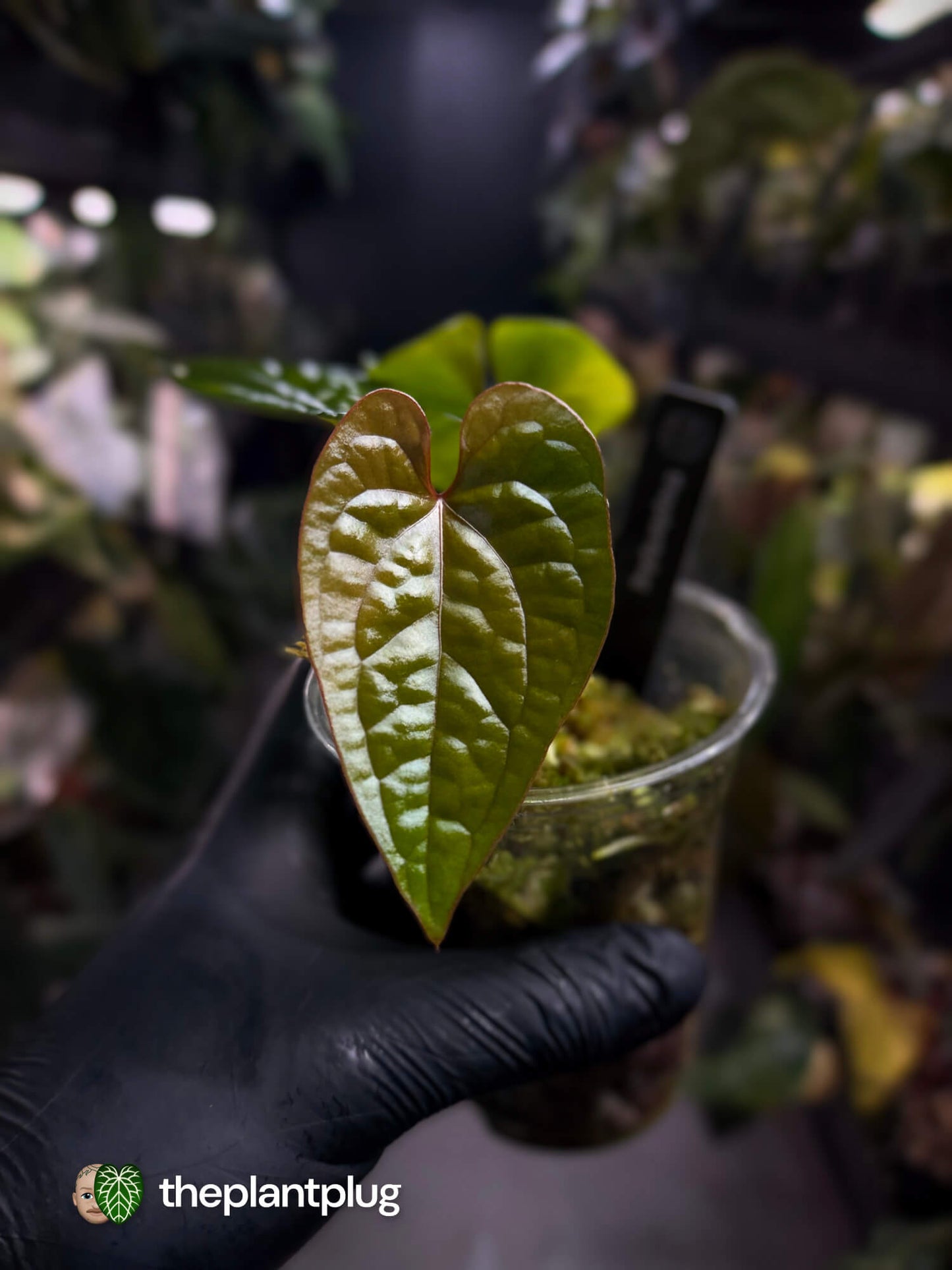 Anthurium ochranthum x luxurians ⭐