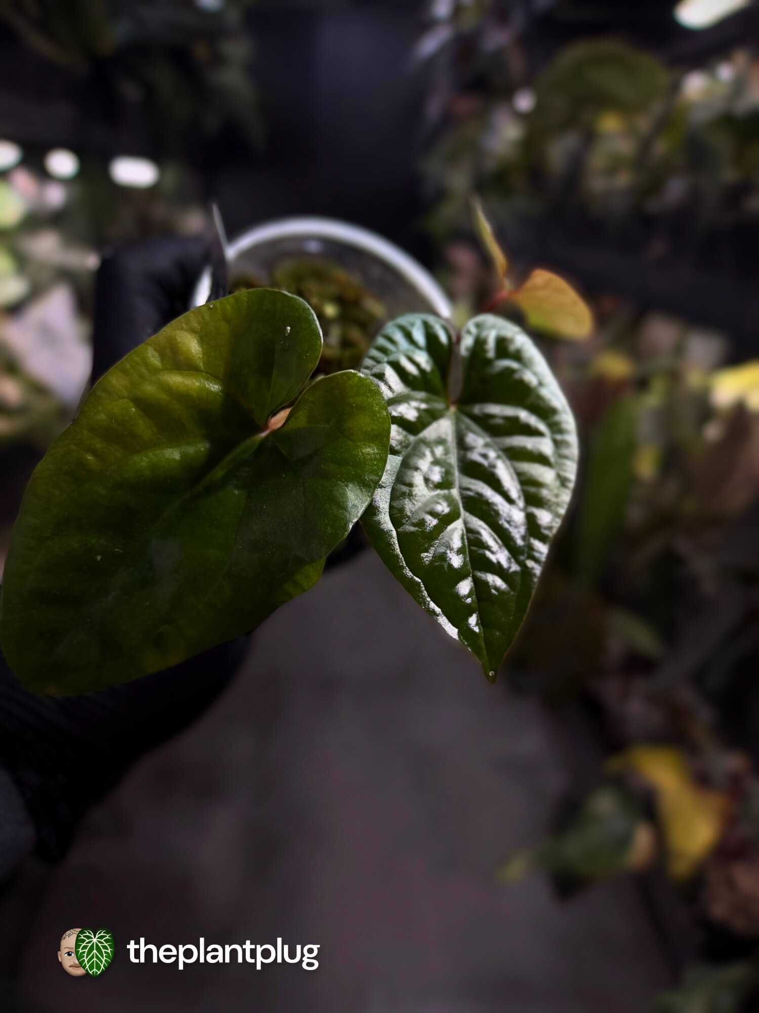 Anthurium ochranthum x luxurians ⭐