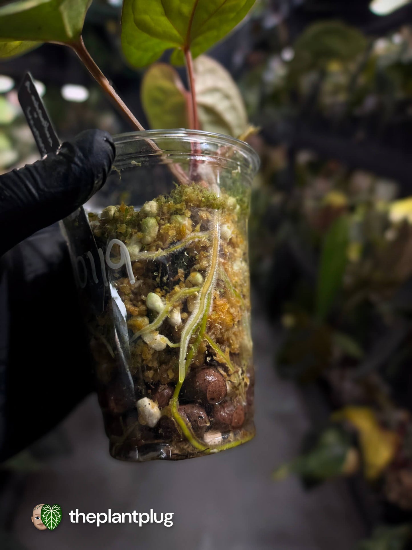 Anthurium ochranthum x luxurians ⭐