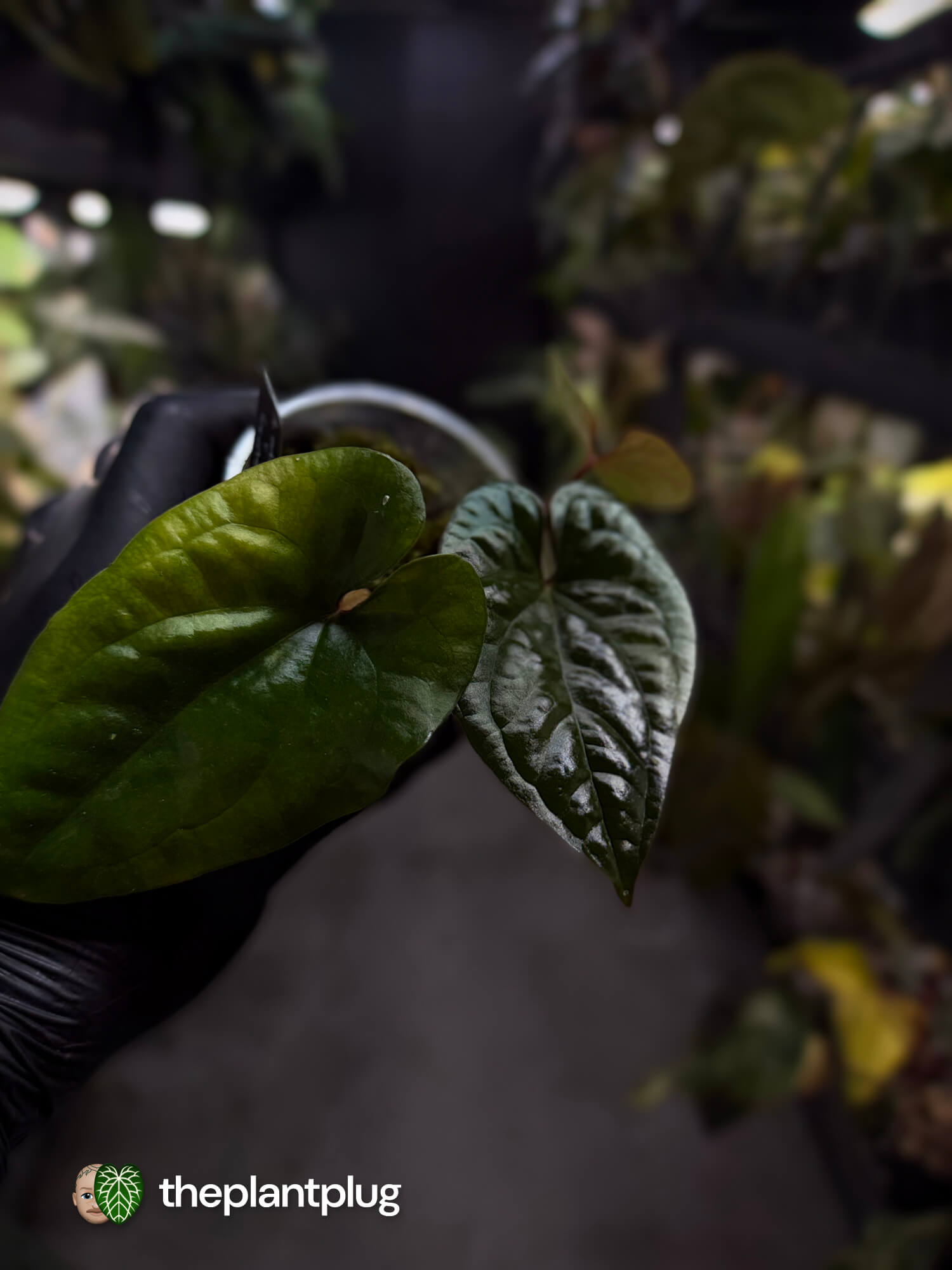 Anthurium ochranthum x luxurians ⭐
